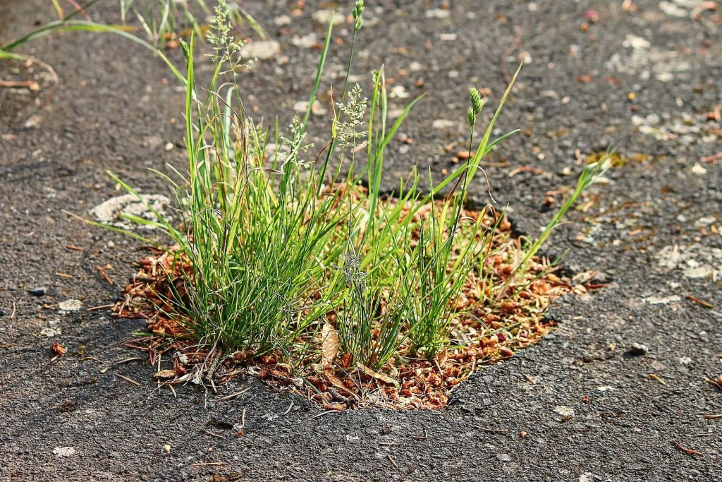 Pothole in the road that has been there that long, now grass is growing out of the hole.